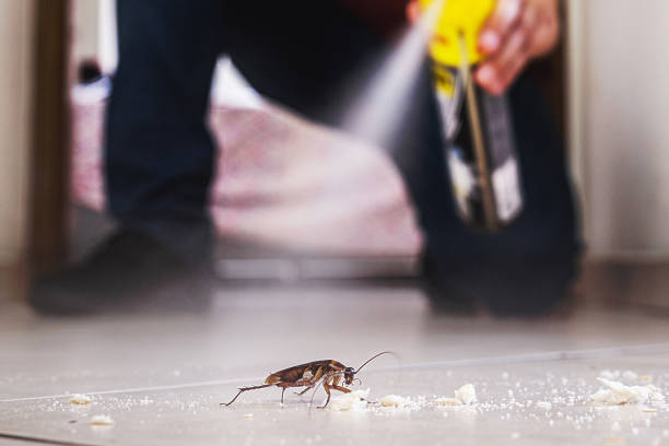 Wasp Removal Services in Benavides, TX