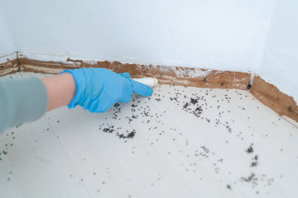Trusted Benavides, TX Pest Control Experts